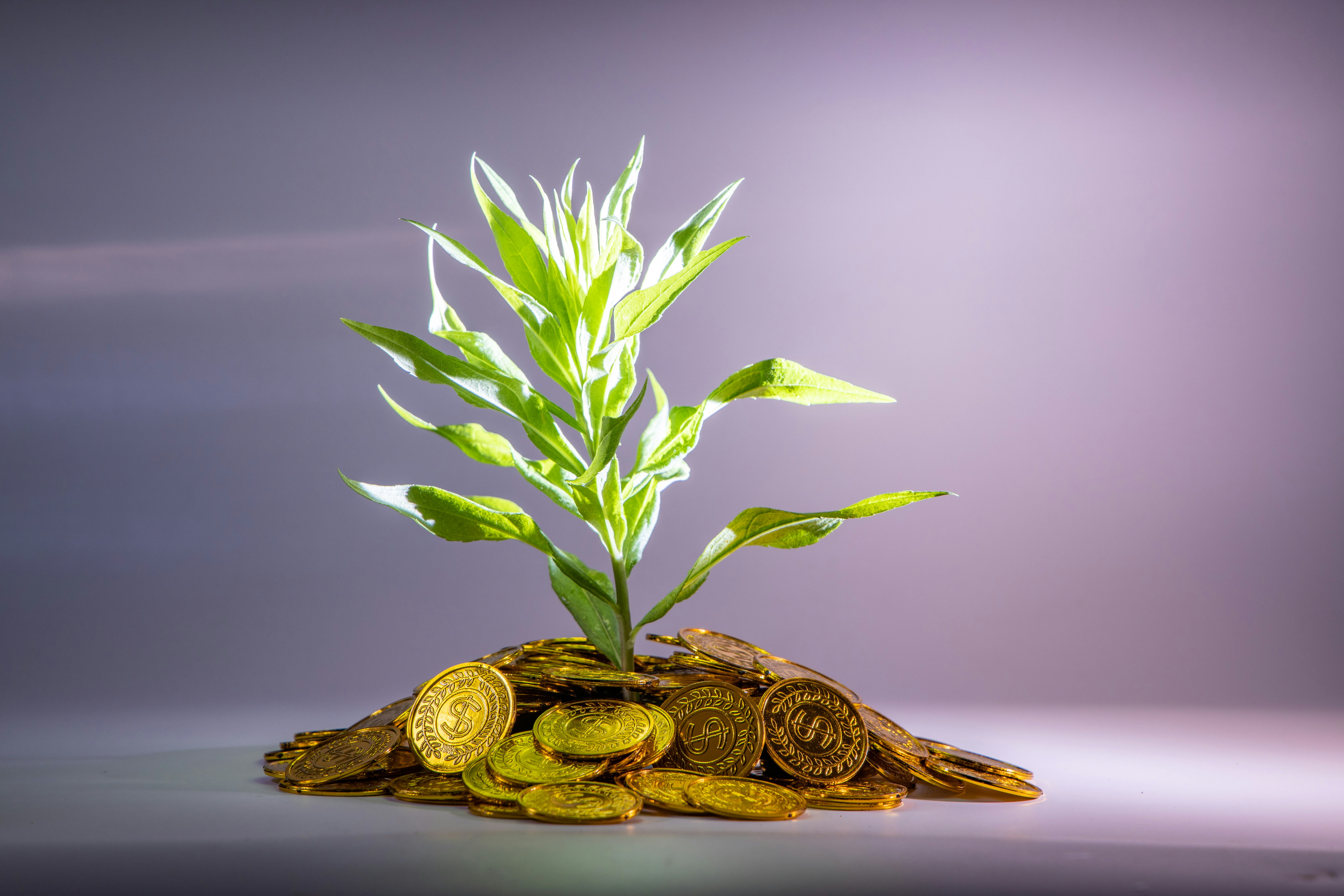 Critical Measures For Financial Due Diligence In Growth-Stage Acquisitions